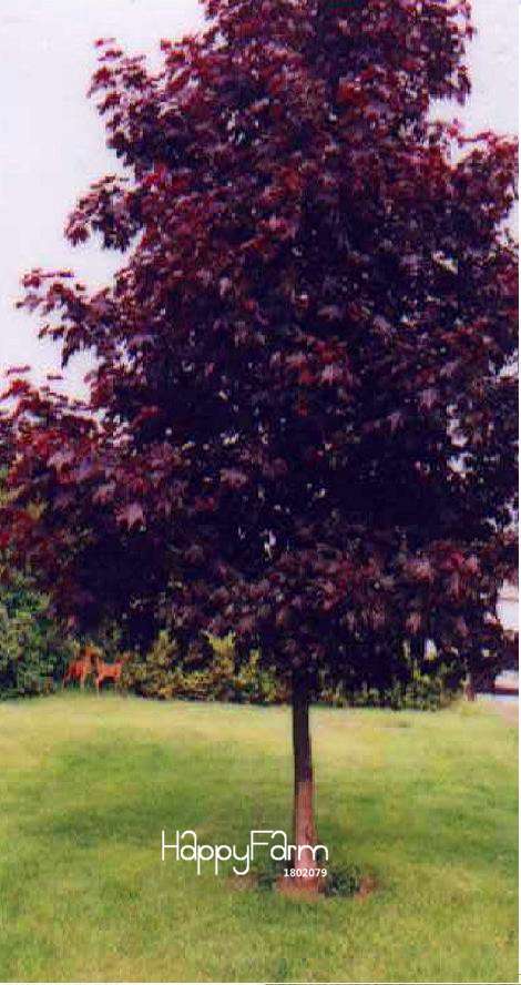 Purple Maple Seeds - Rare Bonsai Tree for Planting, Exotic Purple Maple Plants