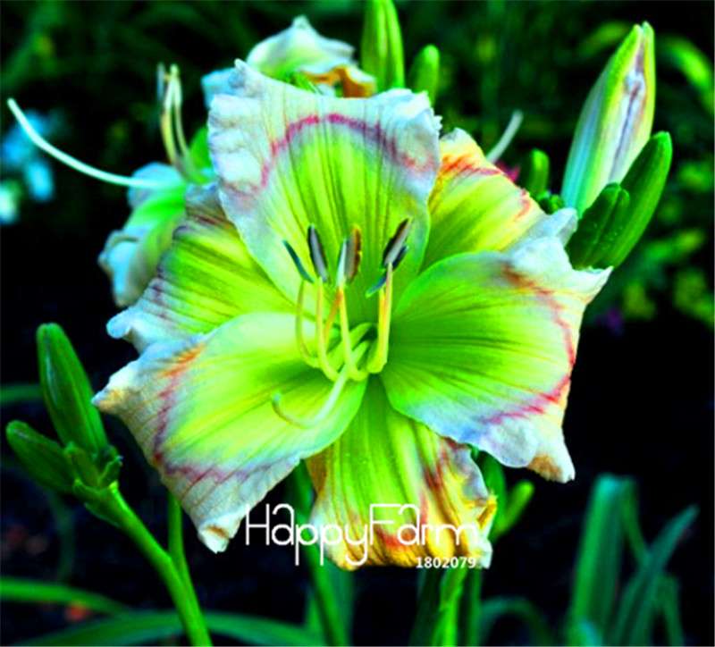 Hybrid Daylily Seeds - Colorful Hemerocallis Lily for Home Garden & Bonsai | Fast-Growing Flower Seeds