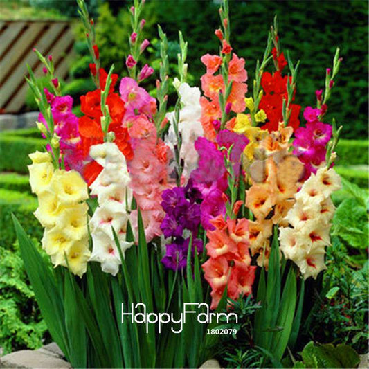 Premium Gladiolus Flower Seeds - Pack, Perennial Cut Flowers for Indoor & Outdoor Planting, Easy to Grow