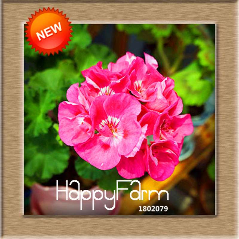 Pelargonium Peltatum Seeds - Geranium Flower Seeds, 17 Colors, Perennial Blooms for Garden & Containers