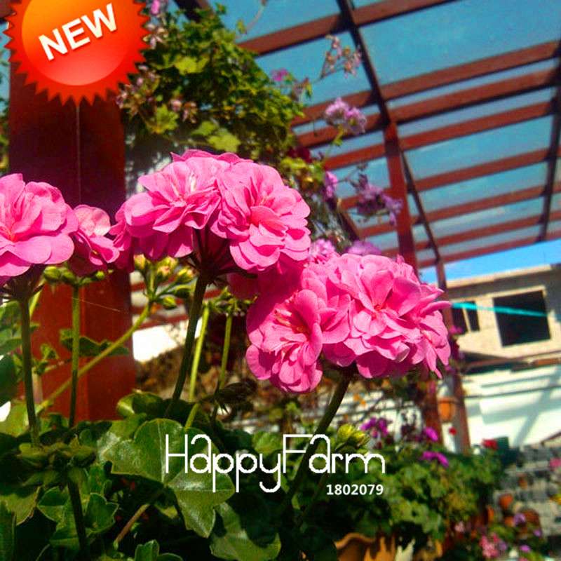 Pink Geranium Seeds - Perennial Pelargonium Peltatum Flower Seeds for Planting