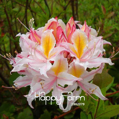 Azalea Flower Seeds - Vibrant Indoor Bonsai Plants for Home & Garden | Easy to Grow
