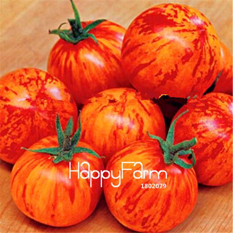 Rainbow Tomato Seeds - Organic Bonsai Veggie & Fruit Seeds for Home Garden, Non-GMO, Easy Grow