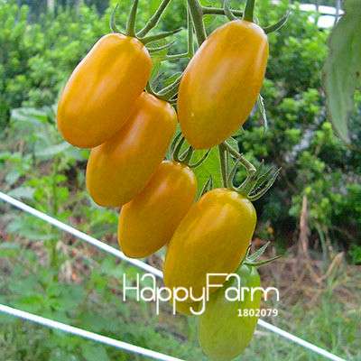 Organic Chocolate Black Tomato Seeds - for Home Garden, Non-GMO Heirloom Vegetable Seeds
