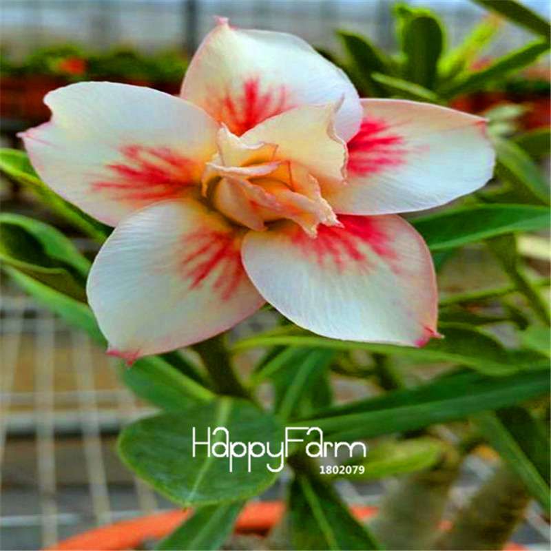 Desert Rose Seeds - Stunning Bonsai Flower for Garden, Balcony & Pots