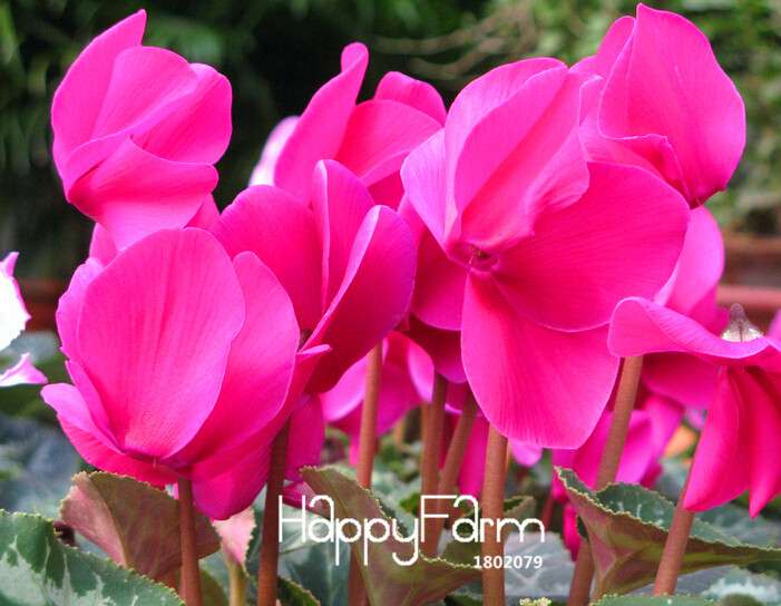 Cyclamen & Primrose Flower Seeds for Planting - Fresh Garden Seedlings