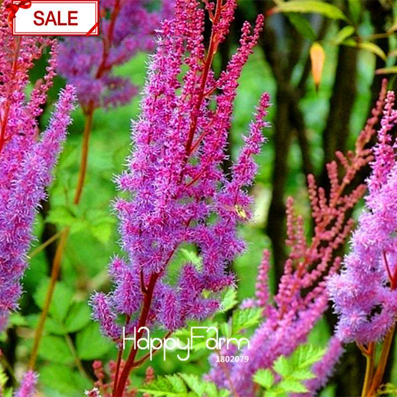 Multi-Color Astilbe Seeds - Vibrant Perennial Flowers for Pots & Gardens | Fast US Shipping