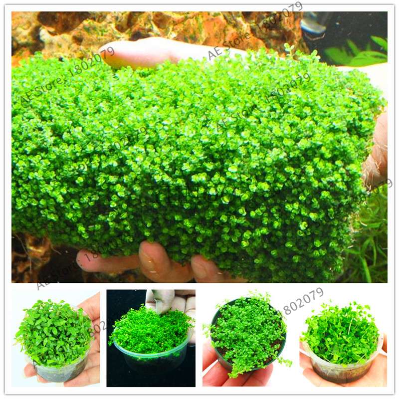 Mini Dwarf Pearl Seeds - Fast Growing Aquarium Grass for Fish Tanks | Aquatic Plants Decor