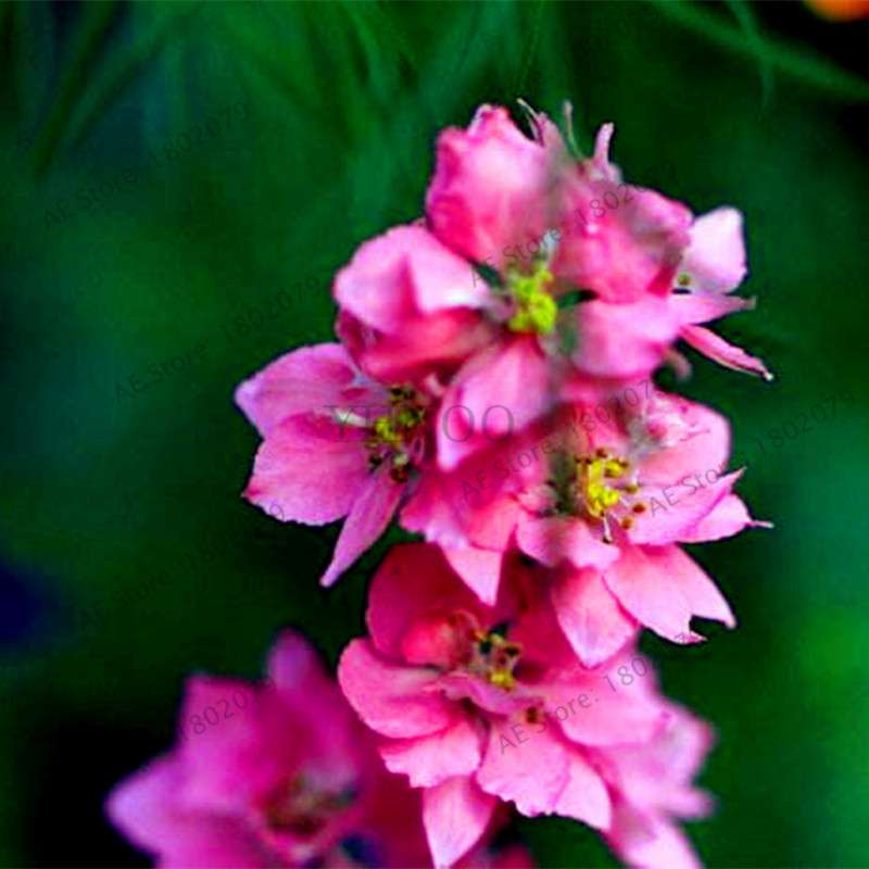 Mixed Color Larkspur Seeds - Rocket Larkspur (Consolida Ajacis) for Home Garden Planting
