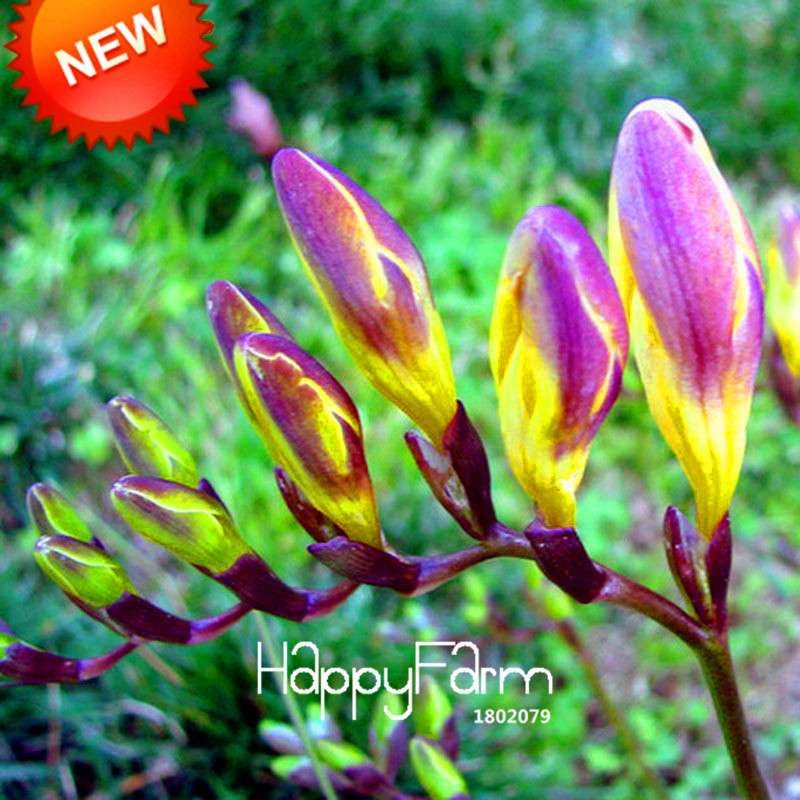 Premium Purple Freesia Seeds - Vibrant Orchid-Like Blooms for Home Garden