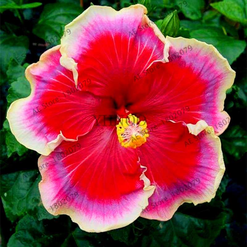 24-Color Giant Dinnerplate Hibiscus Seeds - Perennial Flower for Home, Bonsai & Garden Planting