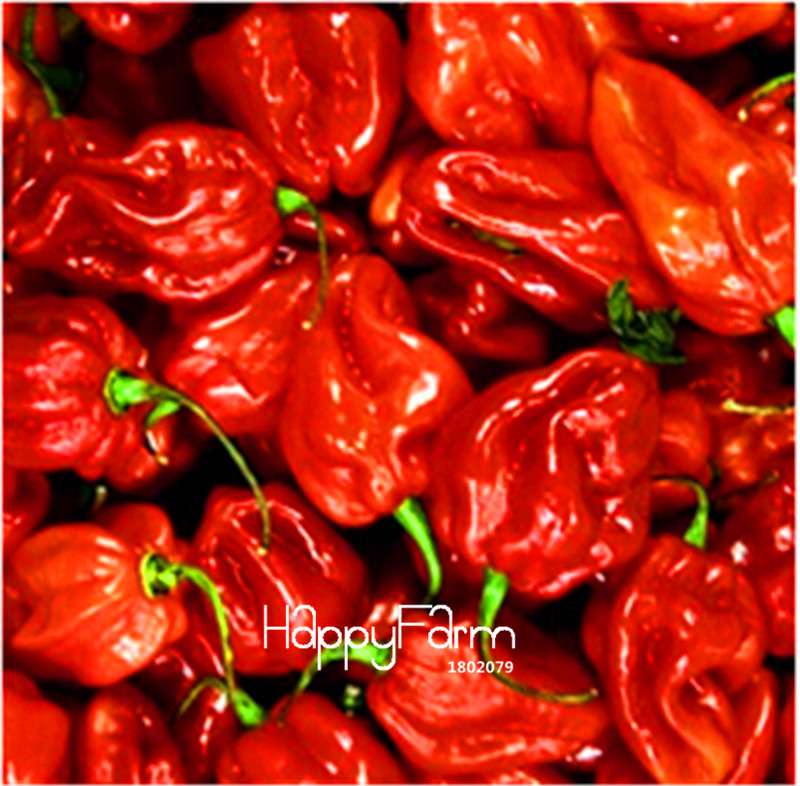 16 Hot Chili Pepper Varieties, Non-GMO Vegetable Seeds for Home Garden & Happy Farm