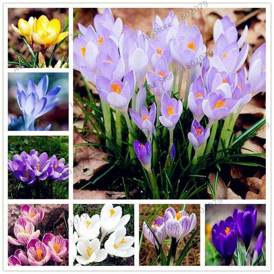 Saffron Seeds for Planting - Grow Saffron Crocus Flowers in Home & Garden - Bonsai Plant Variety