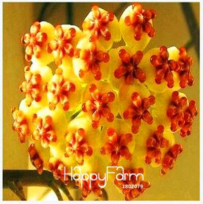 Buy Hoya Carnosa Seeds - for Home Garden, Potted Flower Seeds, Easy to Grow