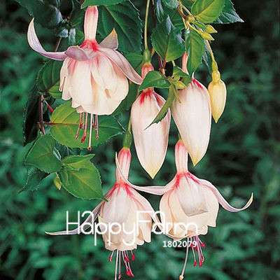 Fuchsia Flower Seeds - Pink Purple Bell Hanging Plants for Pots, Home & Garden
