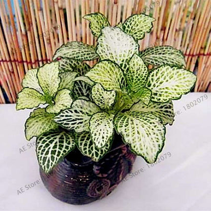 Fittonia Verschaffeltii Seeds - Indoor Bonsai Plant for Home, Office & Garden Decor - Easy to Grow