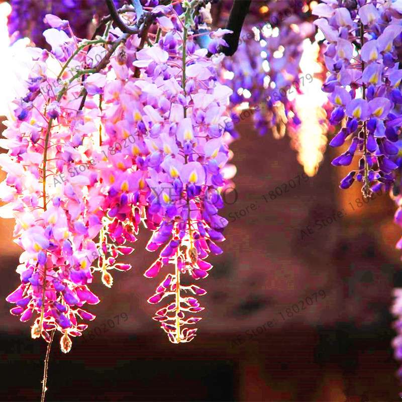 Rare Red Wisteria Seeds - Bonsai Tree Kit for Indoor Home Decor | Easy-Grow Mini Bonsai Plants