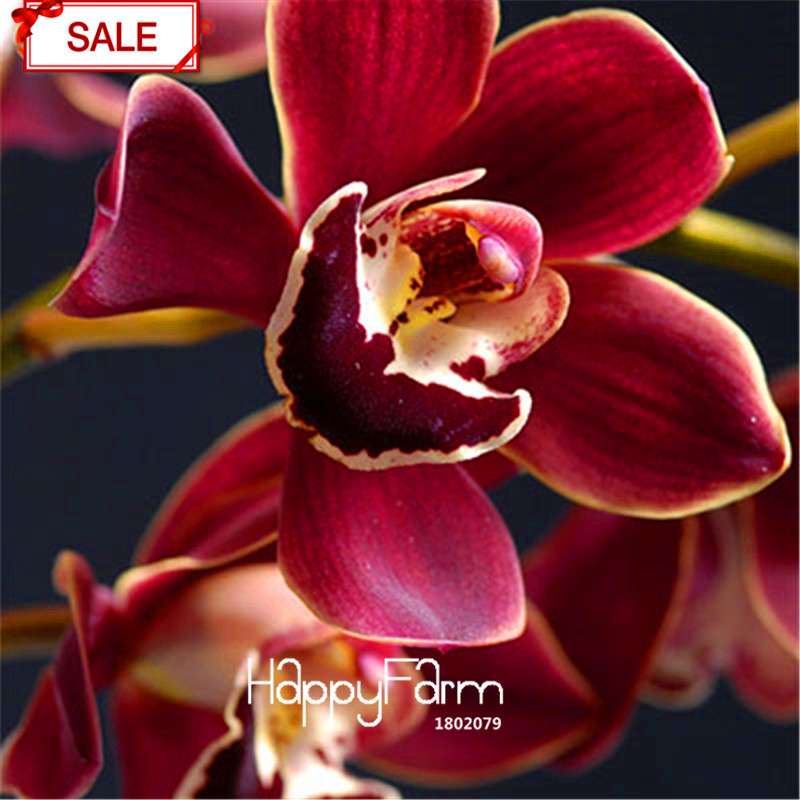 Phalaenopsis Orchid Seeds - 9 Stunning Varieties, Perennial Potted Flowers for Home & Garden