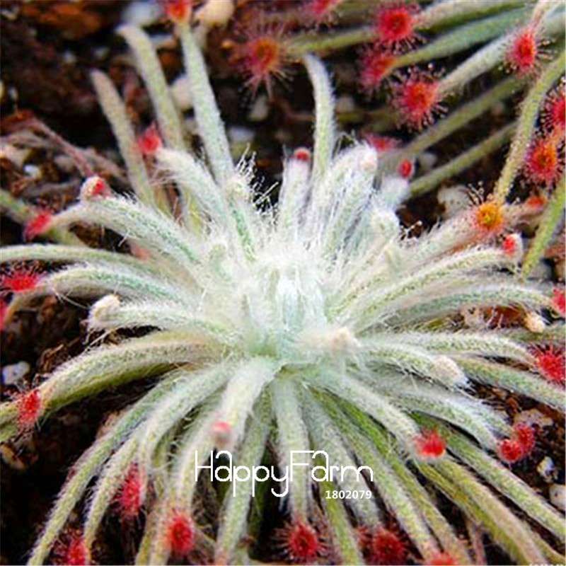 Sundew Seeds - Rare Carnivorous Bonsai Plants, Fresh & Novelty Garden Seeds for Home Gardening