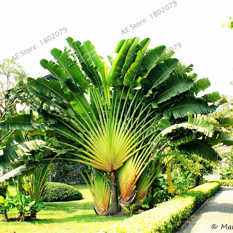 Ravenala Madagascariensis Seeds - Exotic Travelers Palm for Tropical Gardens | Fast US Shipping