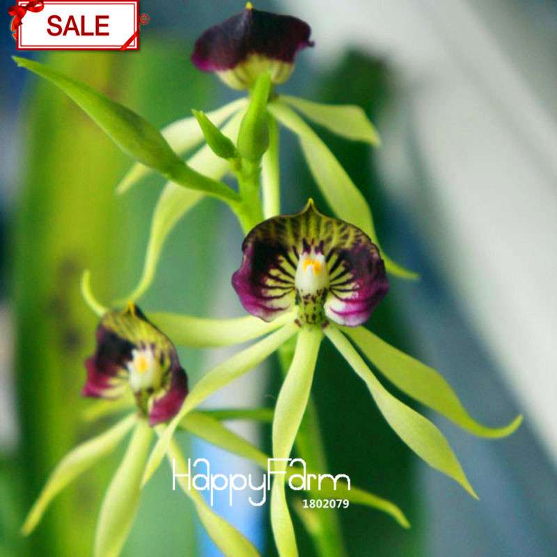 Purple Edge Octopus Orchid Seeds - Exotic Bonsai Flowering Plant, Easy to Grow