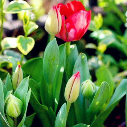 Rare Tulip Seeds - Beautiful Perennial Bonsai Flowers for Home & Garden Planting