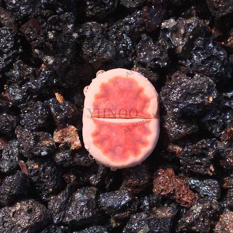 Rare Lithops Seeds - Living Stone Succulent Mix for Mini Garden, Bonsai & Assorted Flower Planting | Fast US Shipping