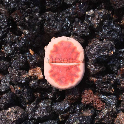 Rare Lithops Seeds - Living Stone Succulent Mix for Mini Garden, Bonsai & Assorted Flower Planting | Fast US Shipping