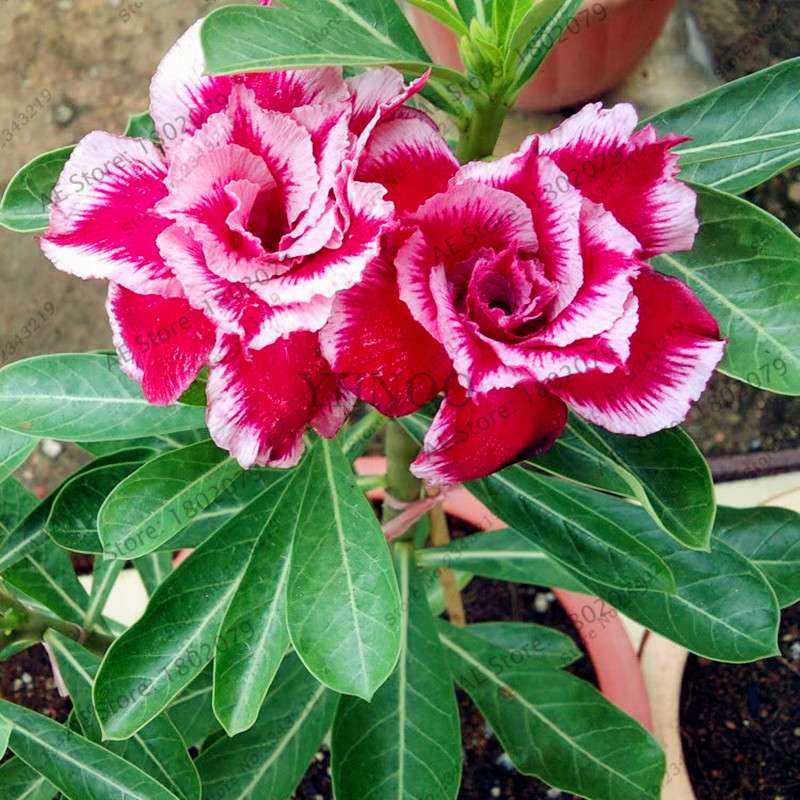 Mixed Color Desert Rose Seeds - Easy to Grow Bonsai Flower for Home Garden Planting