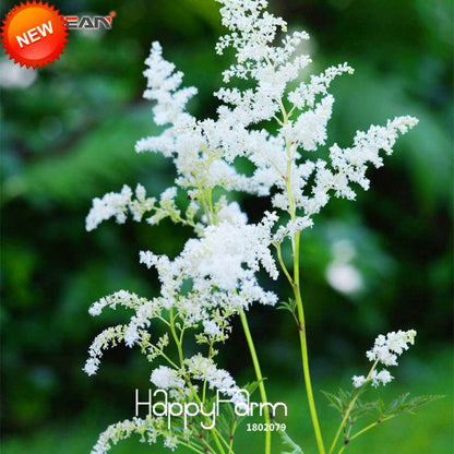 White Astilbe Seeds for Garden, Balcony & Patio - Fresh Potted Bonsai Flower Seeds - Bulk Lot