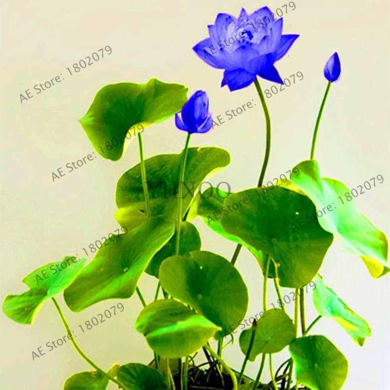 Lotus Seeds for Planting - Beautiful Water Lily Aquatic Plants for Home Garden Ponds