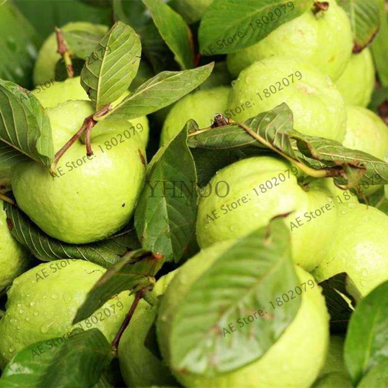 Fresh Thai Pink Guava Seeds - Sweet Large Fruit, for Home Garden Planting