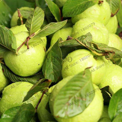 Fresh Thai Pink Guava Seeds - Sweet Large Fruit, for Home Garden Planting