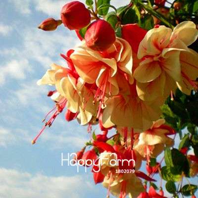 White Fuchsia Flower Seeds - Vibrant Hanging Potted Plants for Home & Garden | Fast-Growing