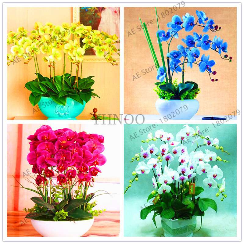 Rare Mixed Color Butterfly Orchid Seeds - Beautiful Bonsai Balcony Flowers for Garden Planting