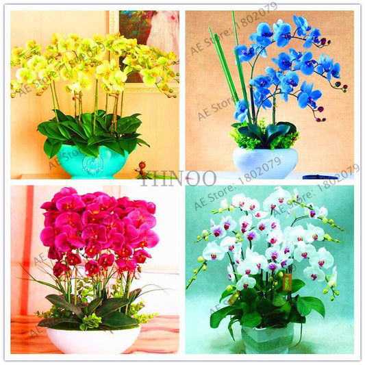Rare Mixed Color Butterfly Orchid Seeds - Beautiful Bonsai Balcony Flowers for Garden Planting