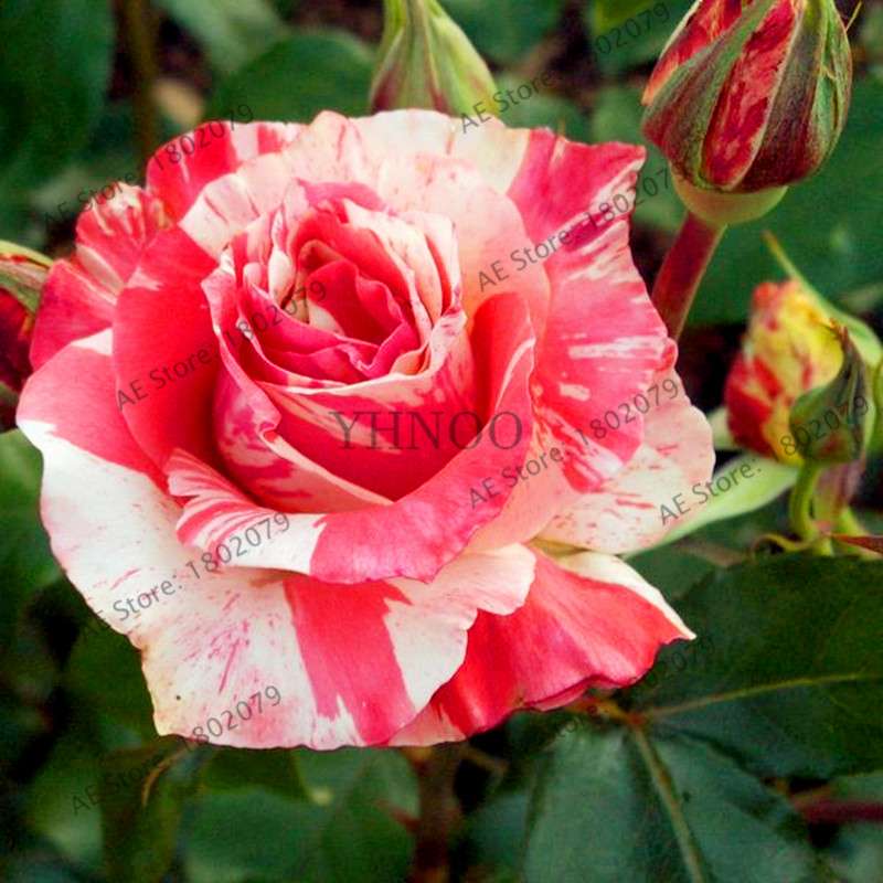 Rare Candy Stripe Rose Seeds - Mixed Color Bonsai Flower Seeds for Home Garden (Black, Blue)