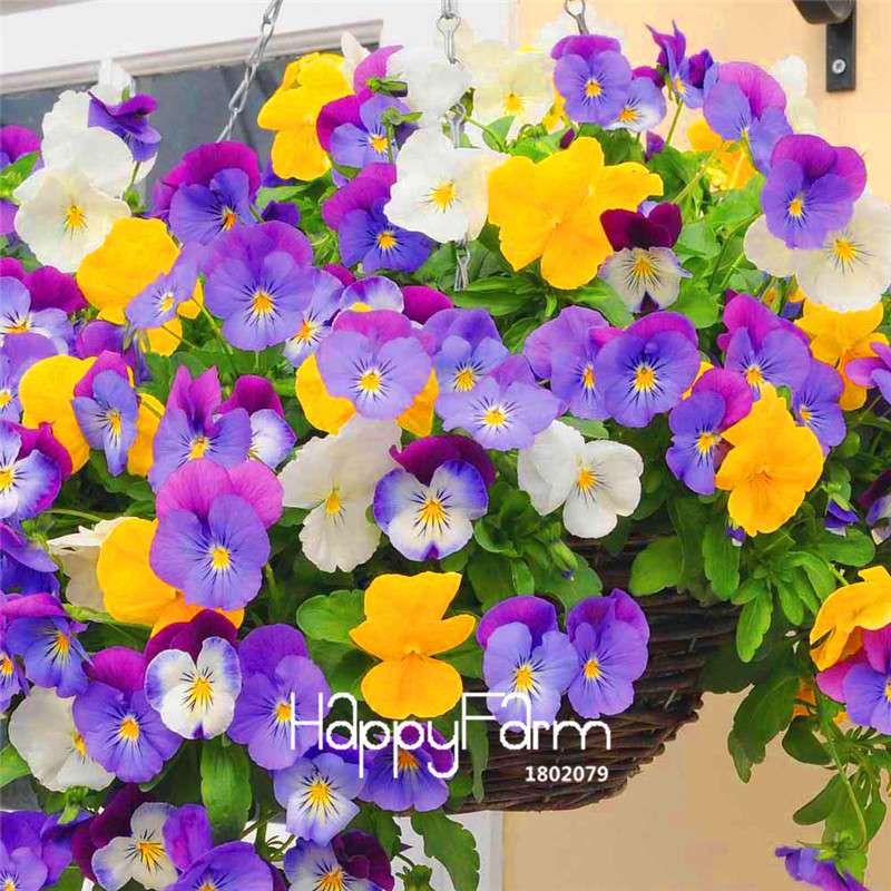 Cold Wave Hanging Pansy Seeds - Imported Potted Flower Plants for Home & Garden