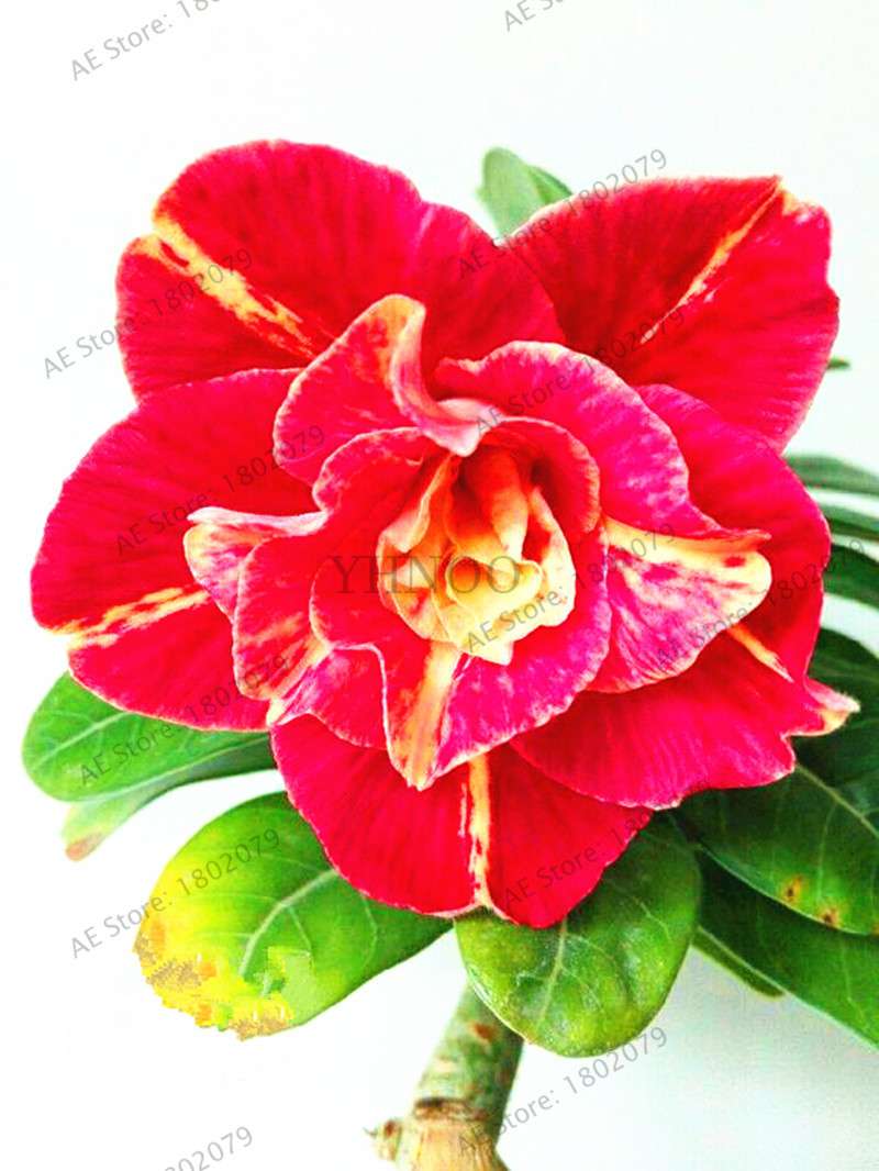 Exotic Mixed Colors Desert Rose Seeds - Fire Red Heart Bonsai, for Home Garden