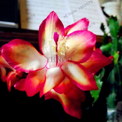 Mixed Color Christmas Cactus Seeds - Schlumbergera Bonsai Plant for Home & Garden Planting