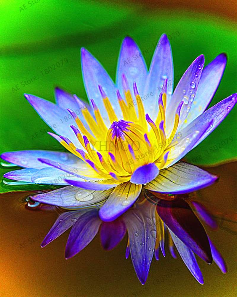 Lotus Flower Seeds - Aquatic Water Lily Plants for Home Garden Planting