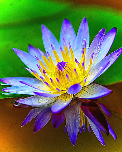Lotus Flower Seeds - Aquatic Water Lily Plants for Home Garden Planting