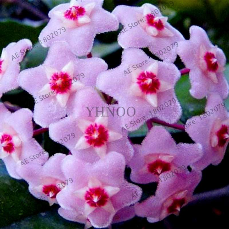 24 Color Hoya Carnosa Seeds - Rare Perennial Bonsai Plant for Home Garden