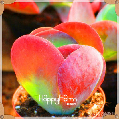 Rare Succulents Seeds - 99 Varieties, Lithops & Bonsai Plants for Office & Home