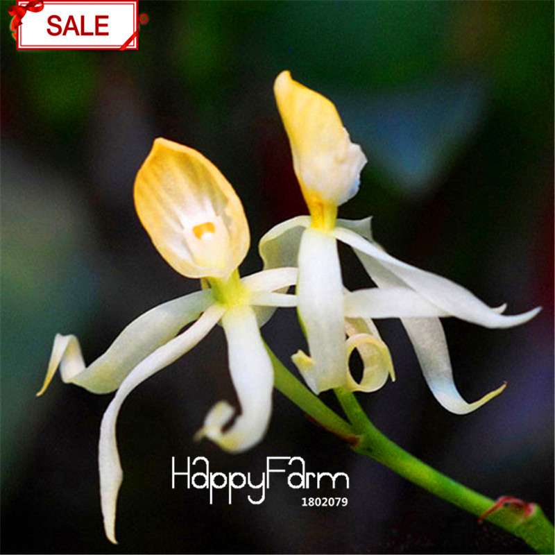 Rare Yellow Octopus Orchid Seeds - for Home Garden Planting | Exotic Flowering Plants