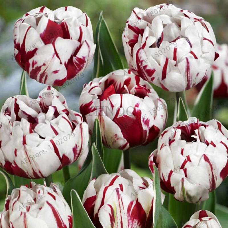 Rare Double Tulip Bulbs (Not Seeds) - 24 Colors, Fresh Flower Bulbs for Planting - Fast Shipping