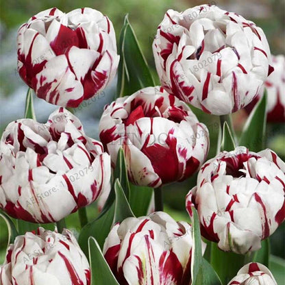 Rare Double Tulip Bulbs (Not Seeds) - 24 Colors, Fresh Flower Bulbs for Planting - Fast Shipping