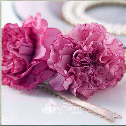 Black Carnation Flower Seeds - Rare Dianthus Bonsai Plants for Home Garden, Unique & Exotic Blooms