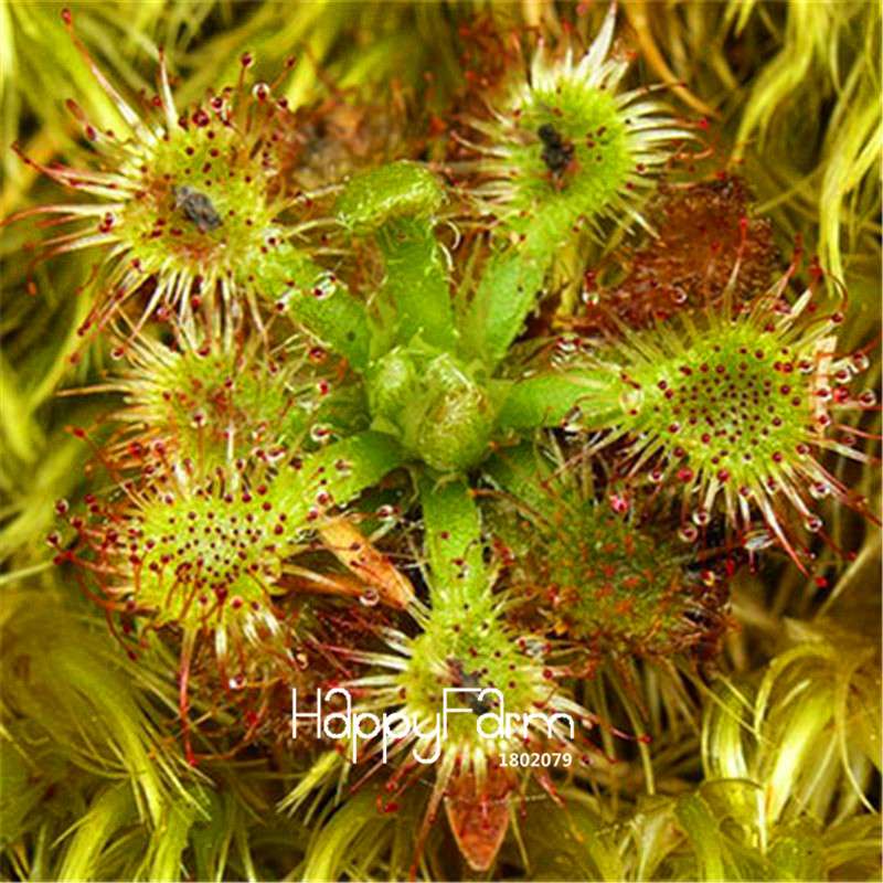 Sundew Seeds - Rare Carnivorous Bonsai Plants, Fresh & Novelty Garden Seeds for Home Gardening