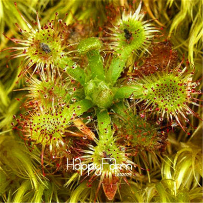 Sundew Seeds - Rare Carnivorous Bonsai Plants, Fresh & Novelty Garden Seeds for Home Gardening